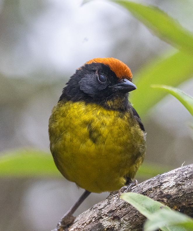 Black-faced Brushfinch - ML640342876