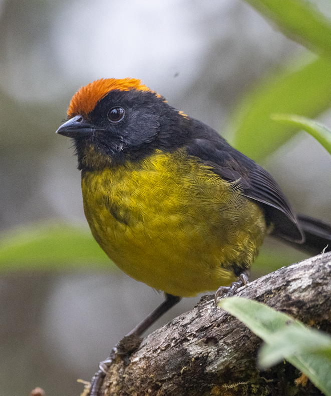 Black-faced Brushfinch - ML640342877