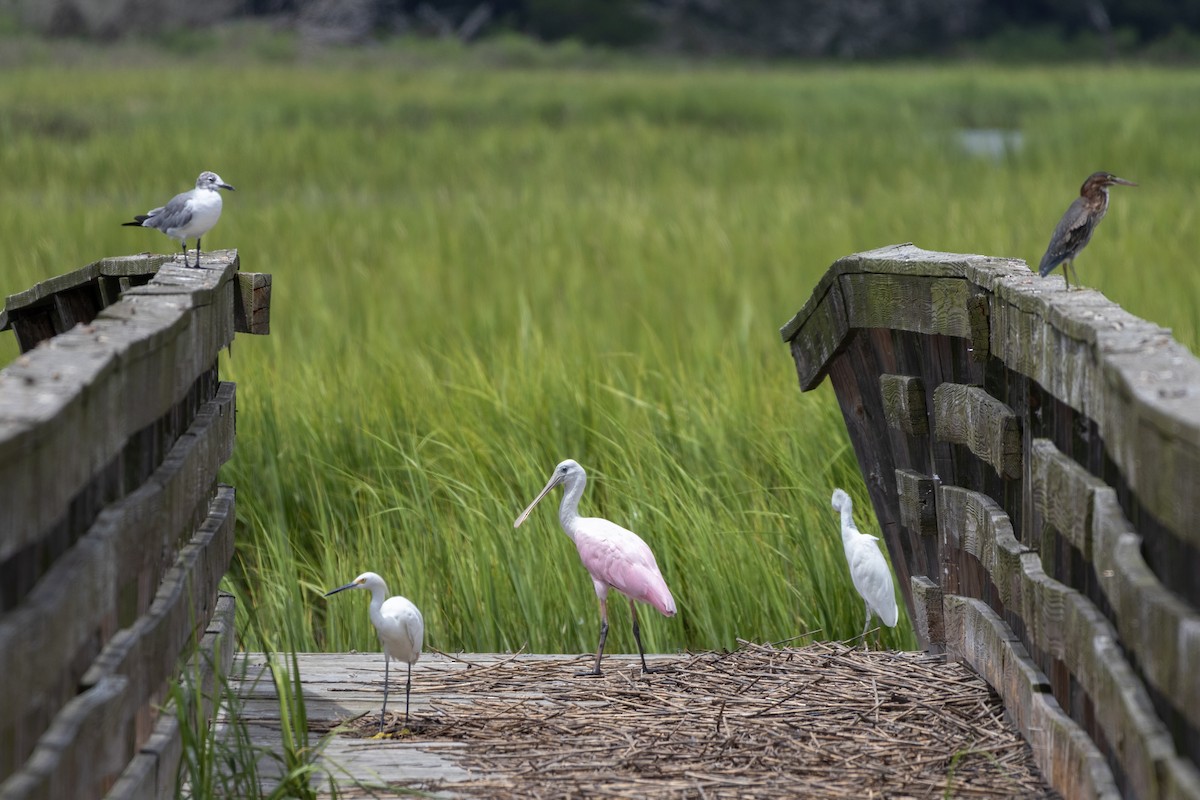 Roseate Spoonbill - ML640343060