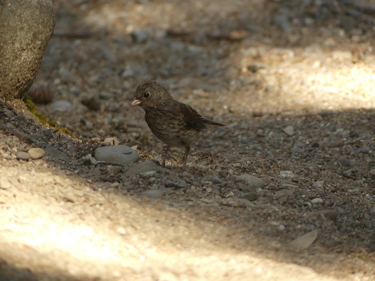 Dark-eyed Junco - ML640343072