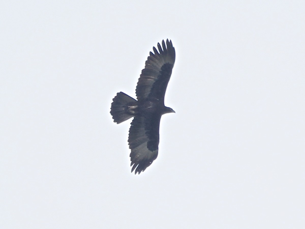 Gurney's Eagle - ML640343137