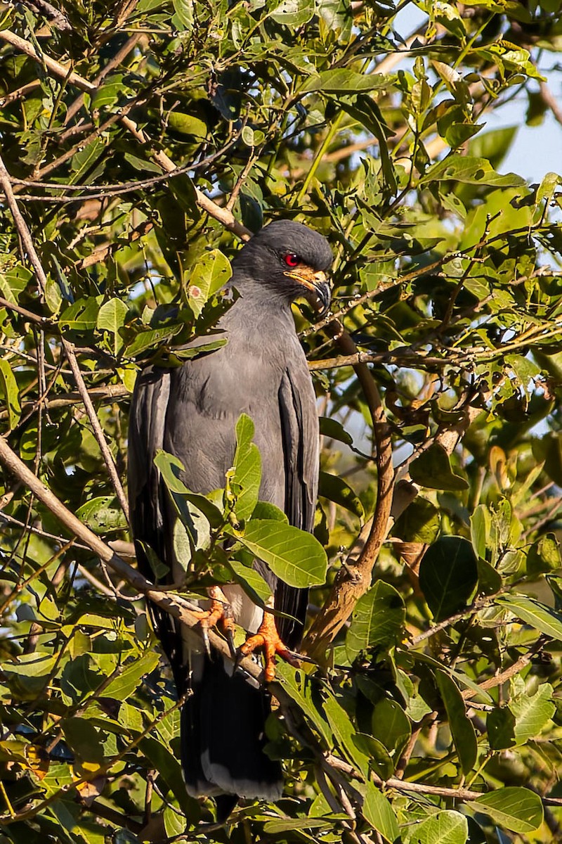 Snail Kite - ML640343164