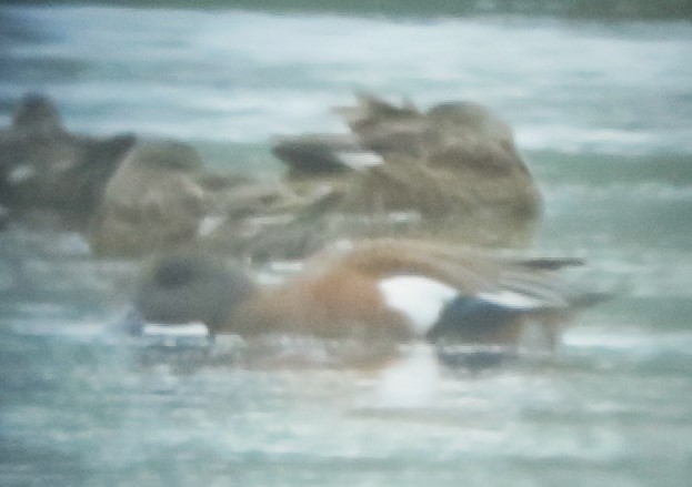 American Wigeon - ML640343226