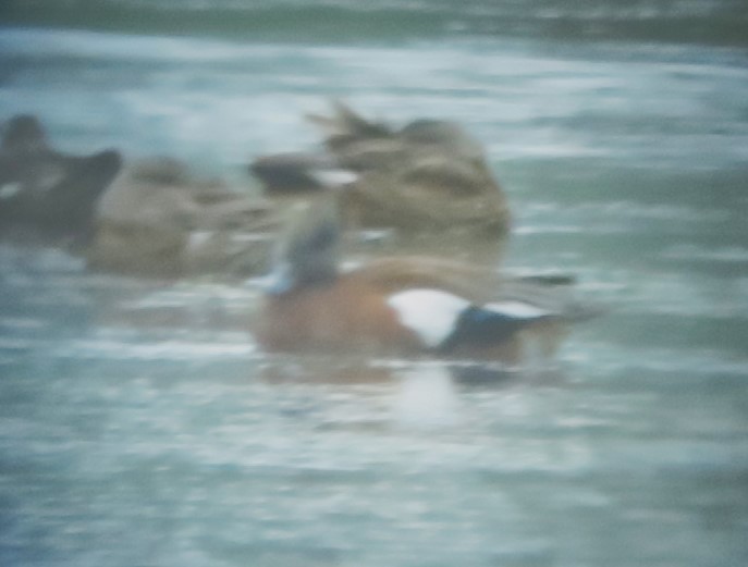 American Wigeon - ML640343227