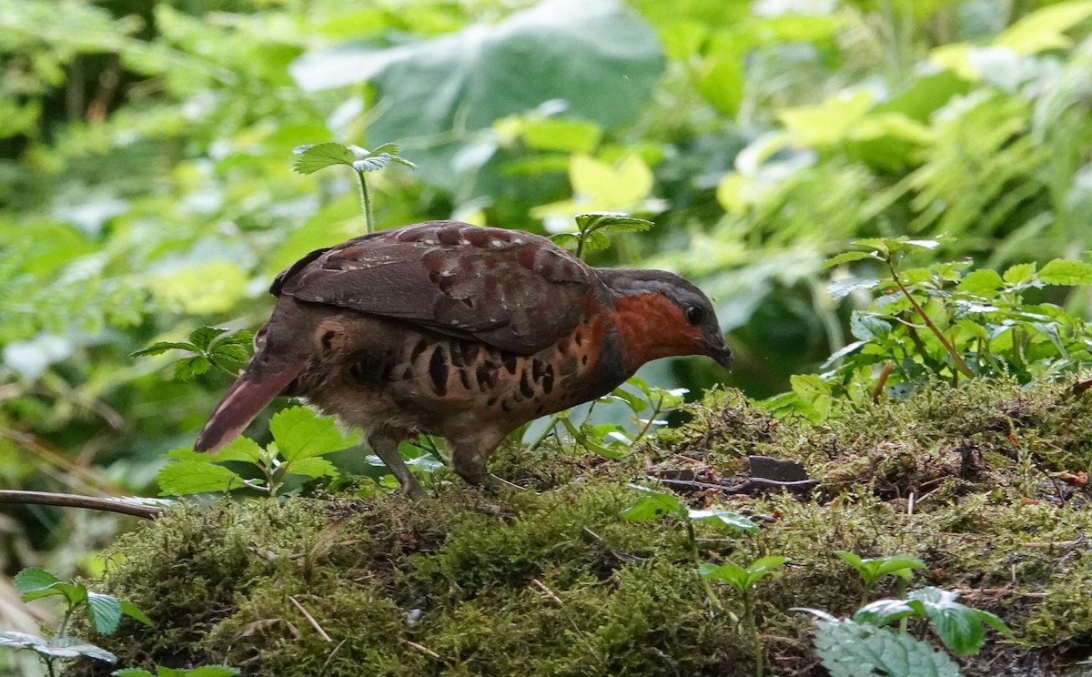 Chinese Bamboo-Partridge - ML640343258