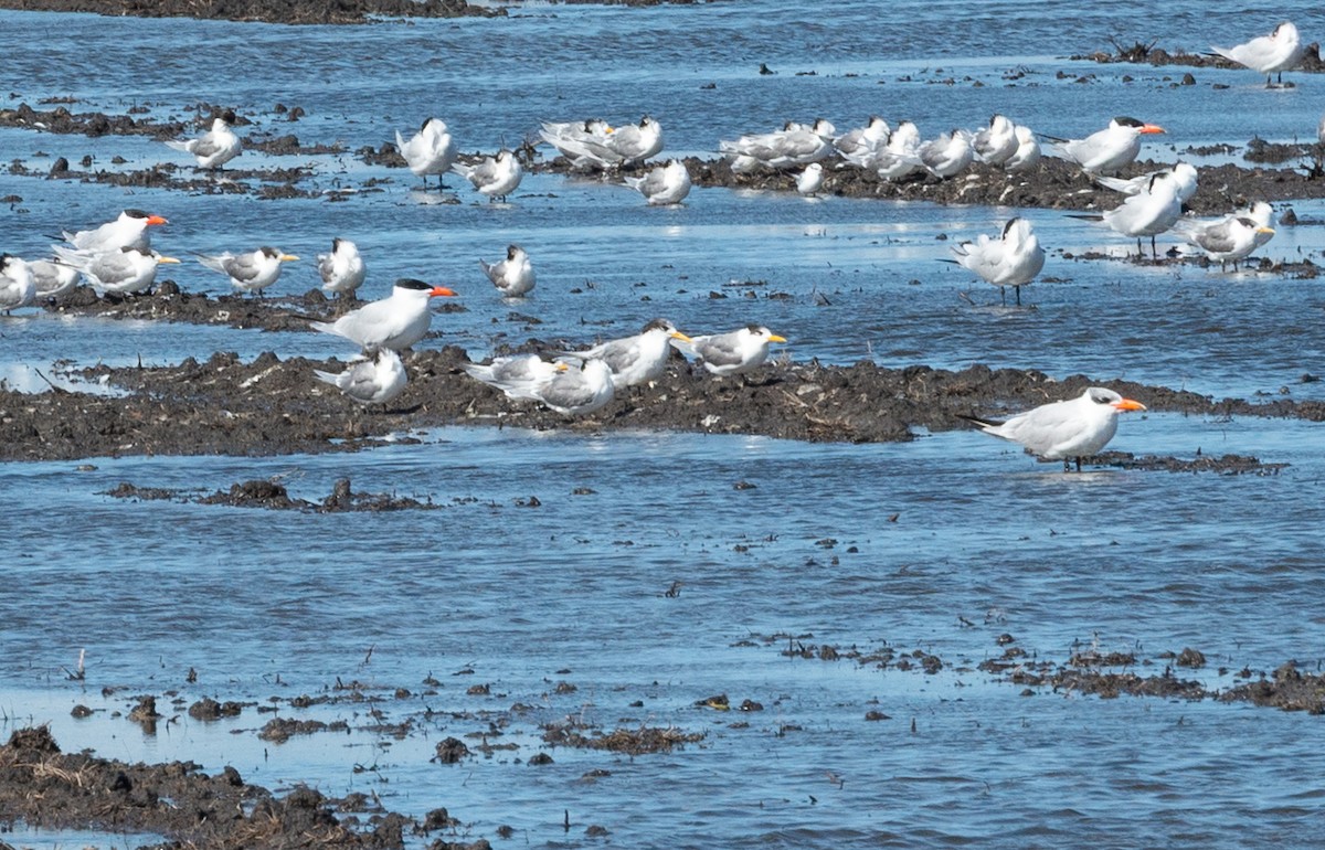 Great Crested Tern - ML640343264