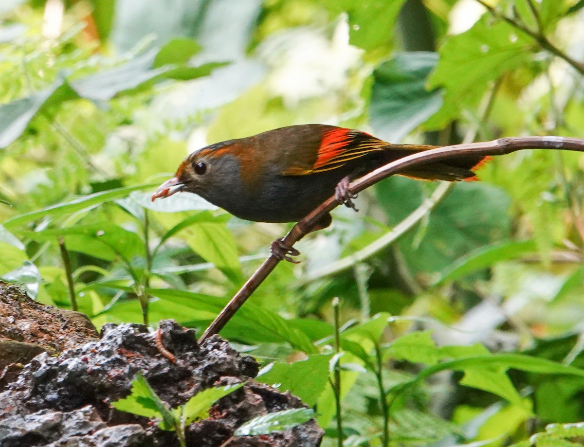 Emei Shan Liocichla - ML640343297