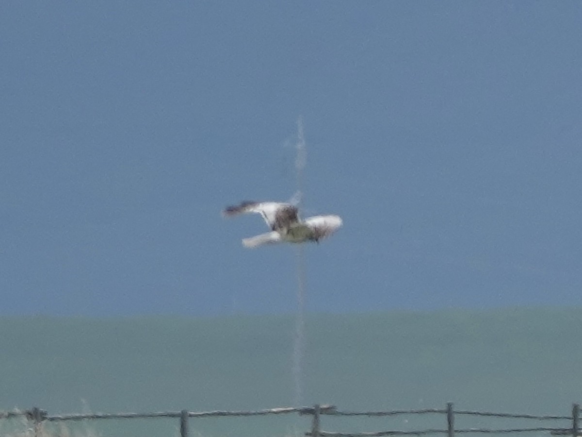 זרון סוף מזרחי - ML640343321