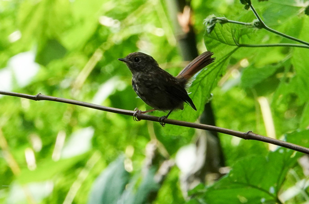Slaty-blue Flycatcher - ML640343326