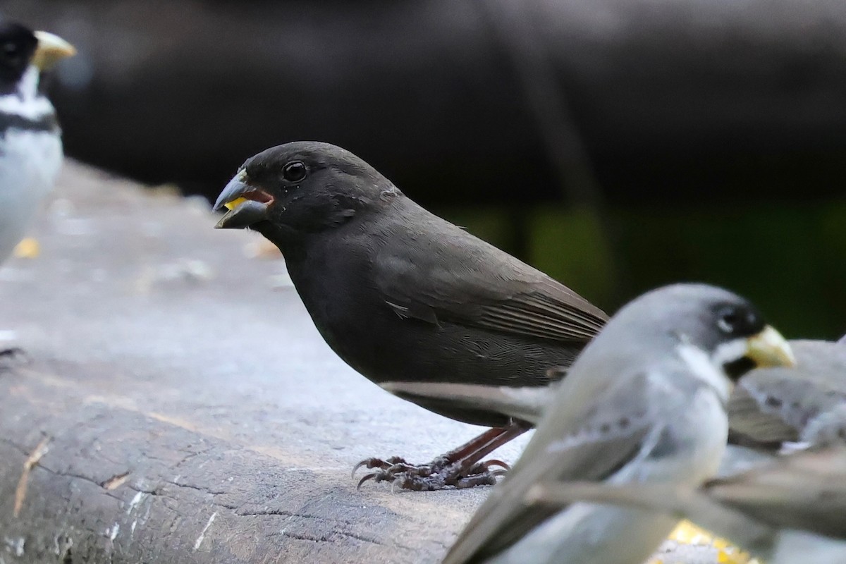 Sooty Grassquit - ML640343327