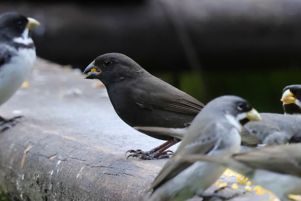 Sooty Grassquit - ML640343328