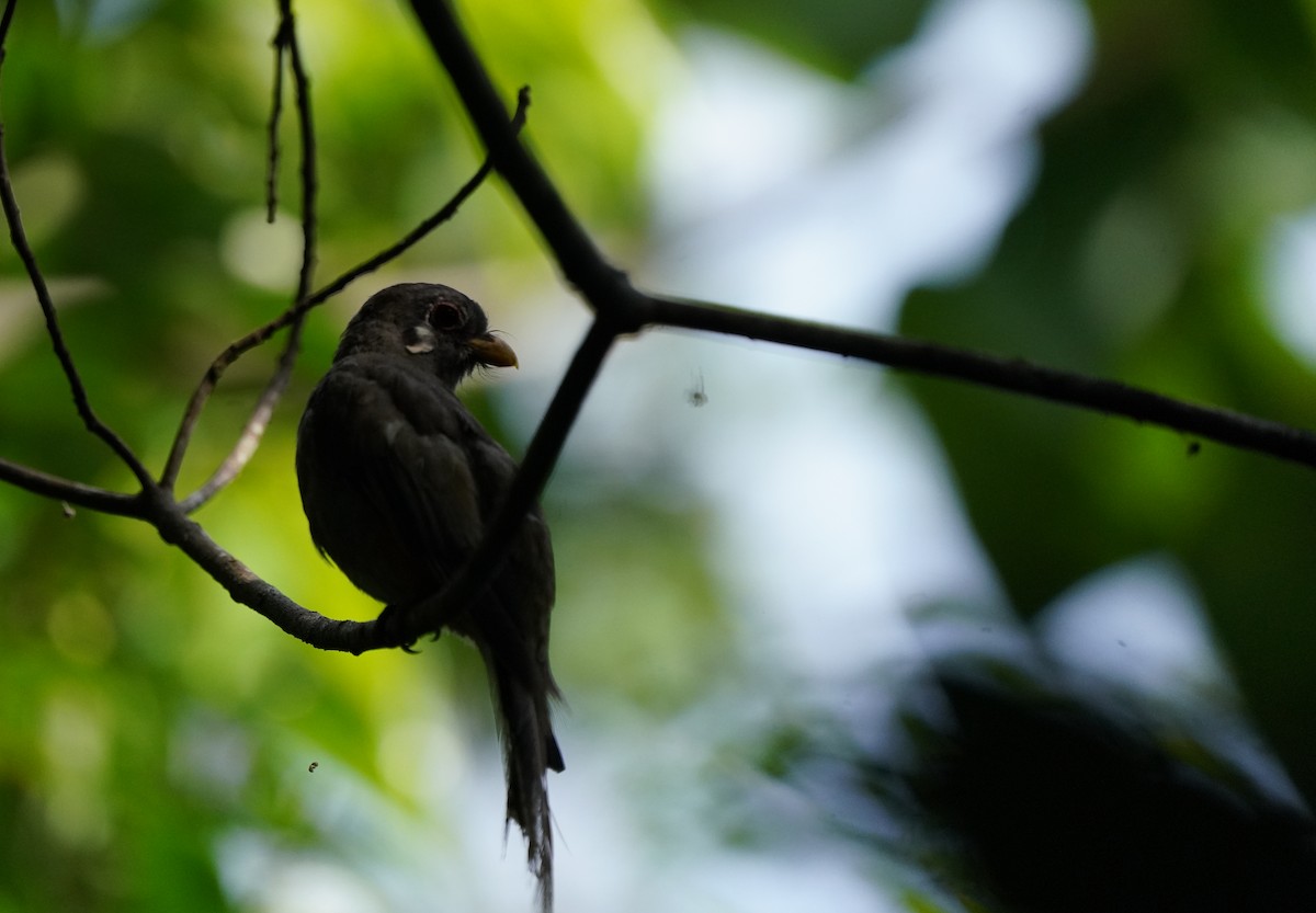 Elegant Trogon - ML640343337