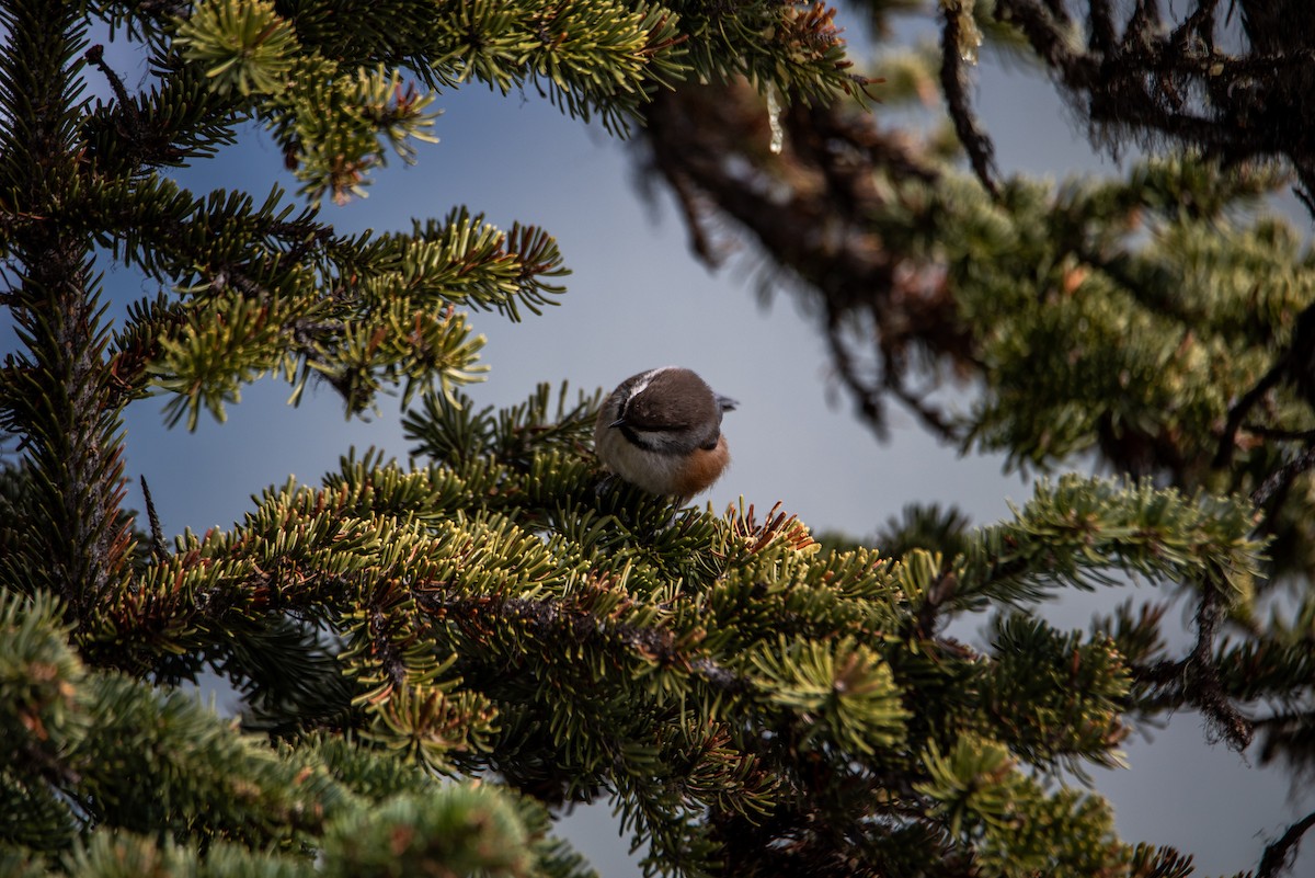 Boreal Chickadee - ML640343338