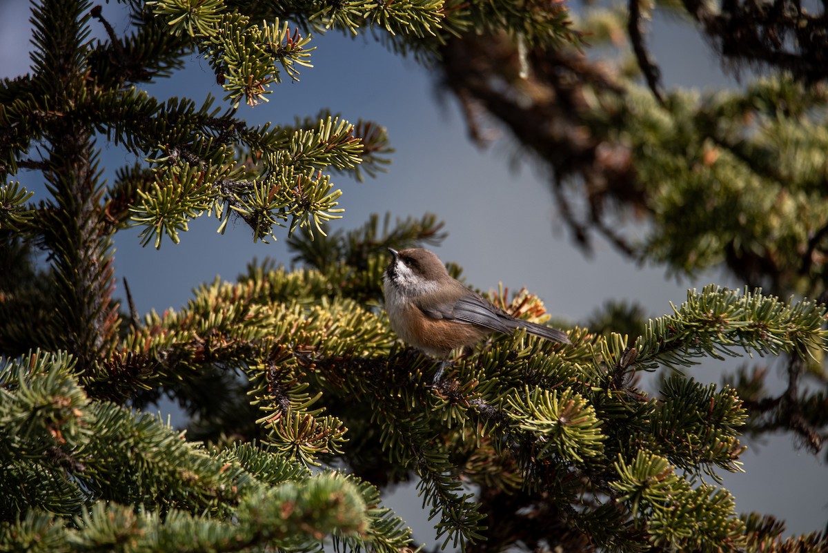 Boreal Chickadee - ML640343339