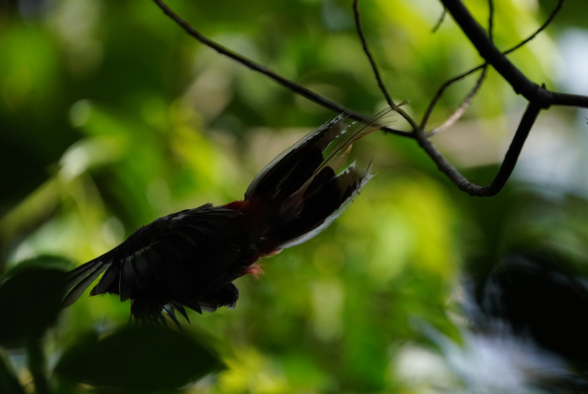 Elegant Trogon - ML640343340