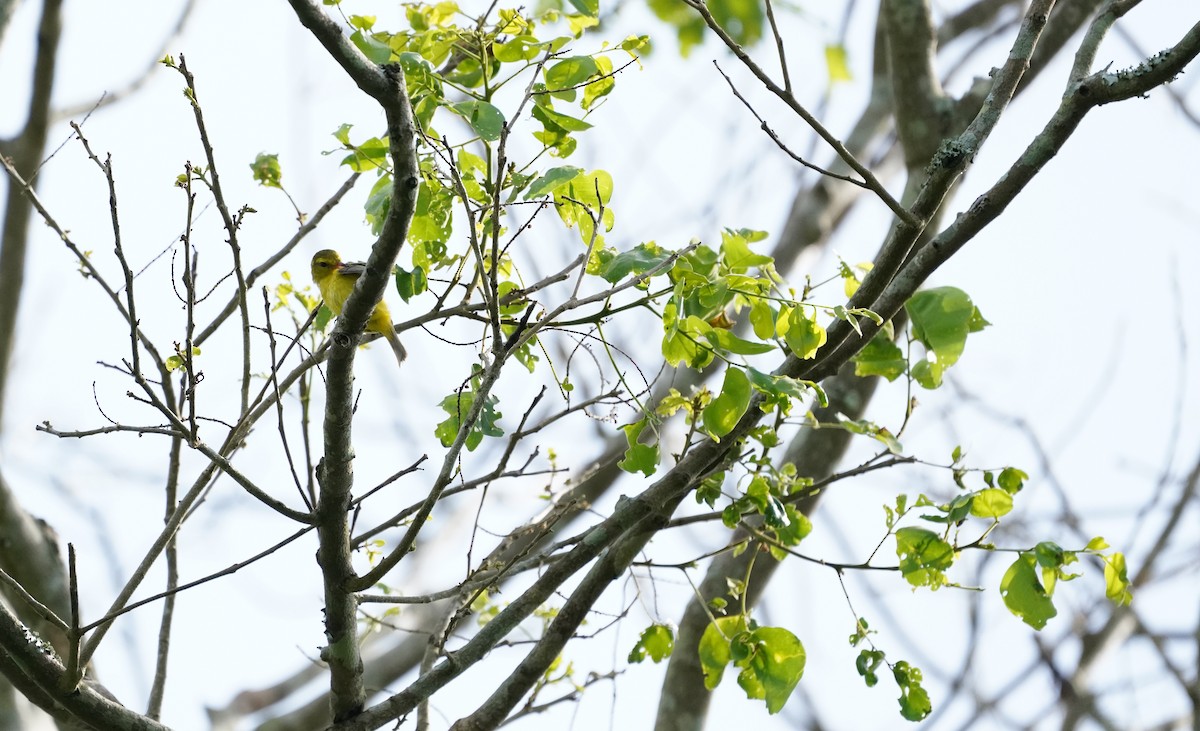 Golden Vireo - ML640343361