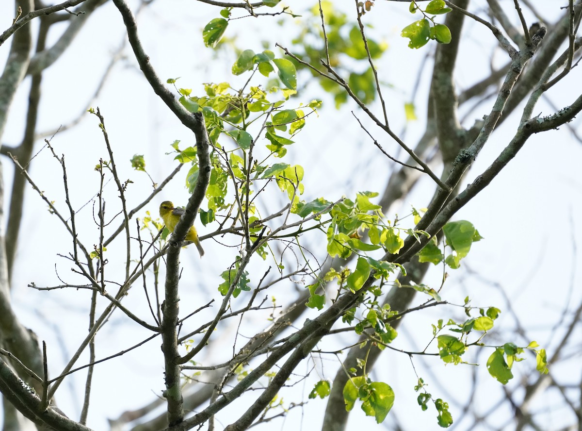 Golden Vireo - ML640343362