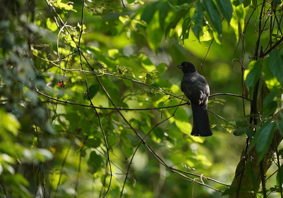 Citreoline Trogon - ML640343413