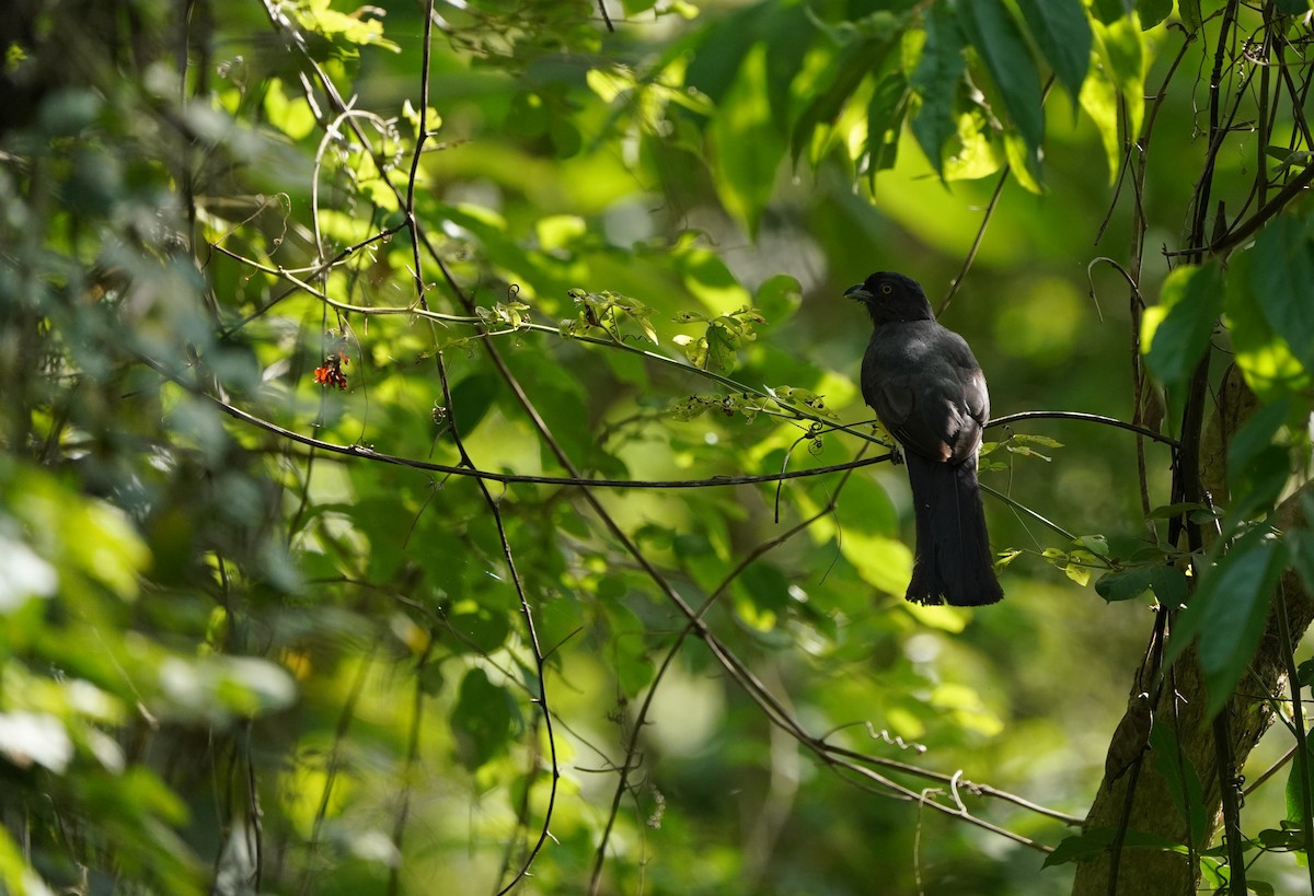 Citreoline Trogon - ML640343414