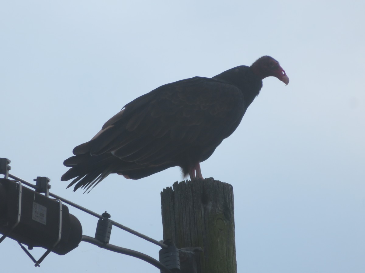Turkey Vulture - ML640343429