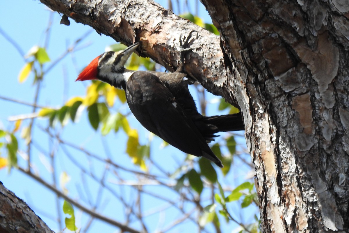Pileated Woodpecker - ML640343483