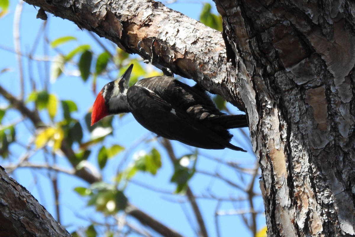 Pileated Woodpecker - ML640343484