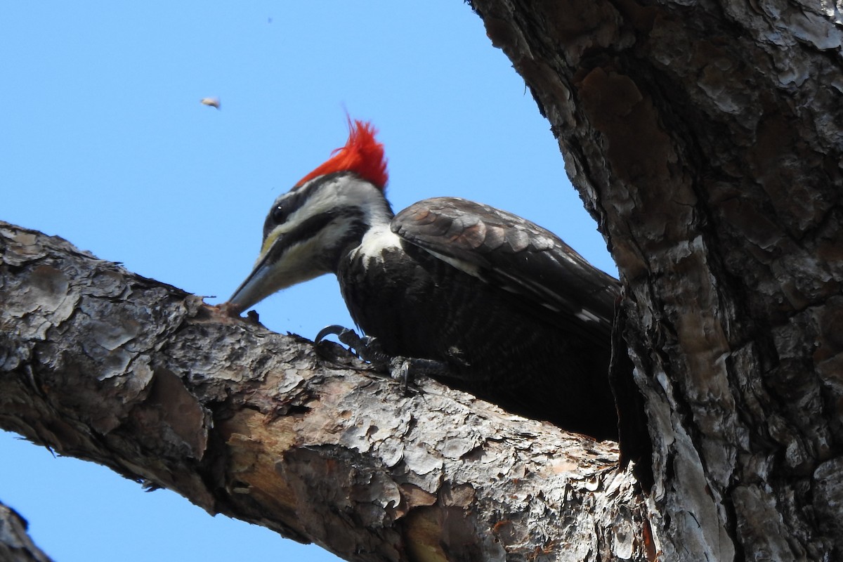 Pileated Woodpecker - ML640343485