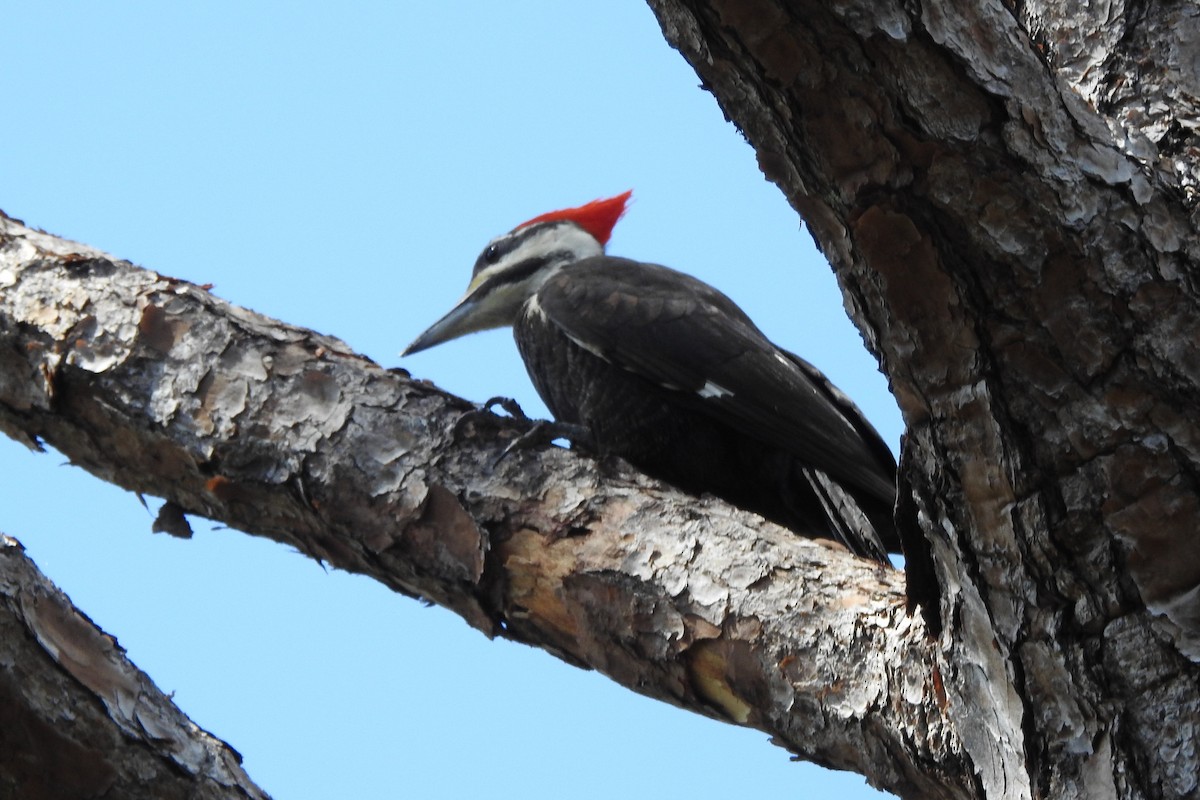 Pileated Woodpecker - ML640343486