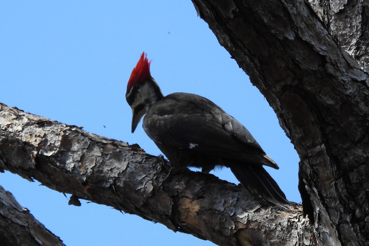 Pileated Woodpecker - ML640343487