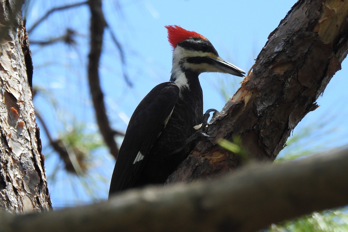 Pileated Woodpecker - ML640343488