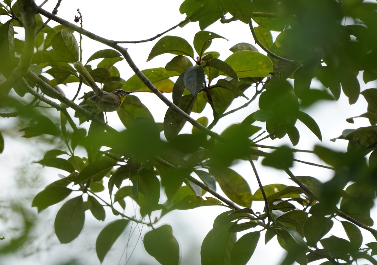 Rufous-capped Warbler - ML640343524