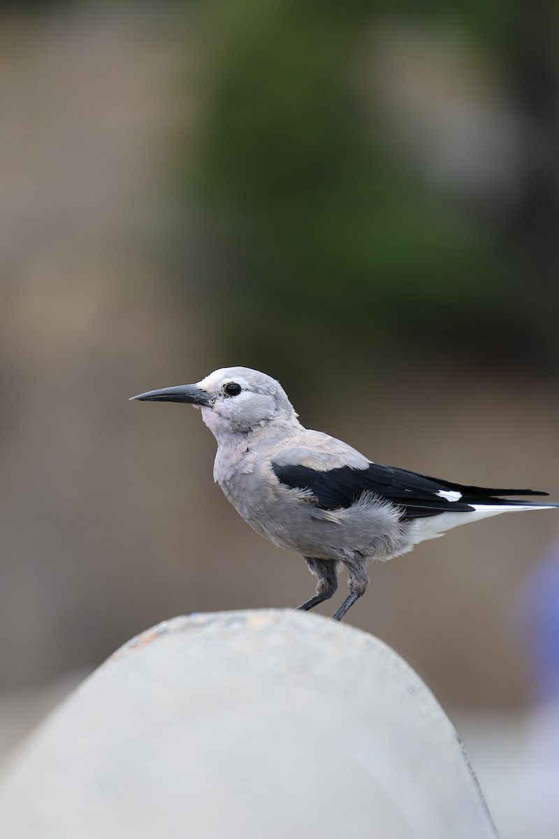 Clark's Nutcracker - ML640343539