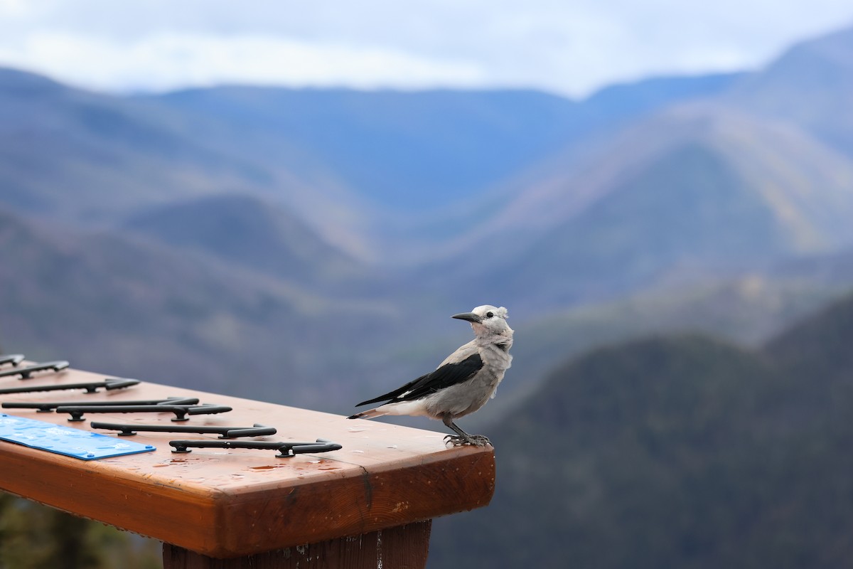 Clark's Nutcracker - ML640343566