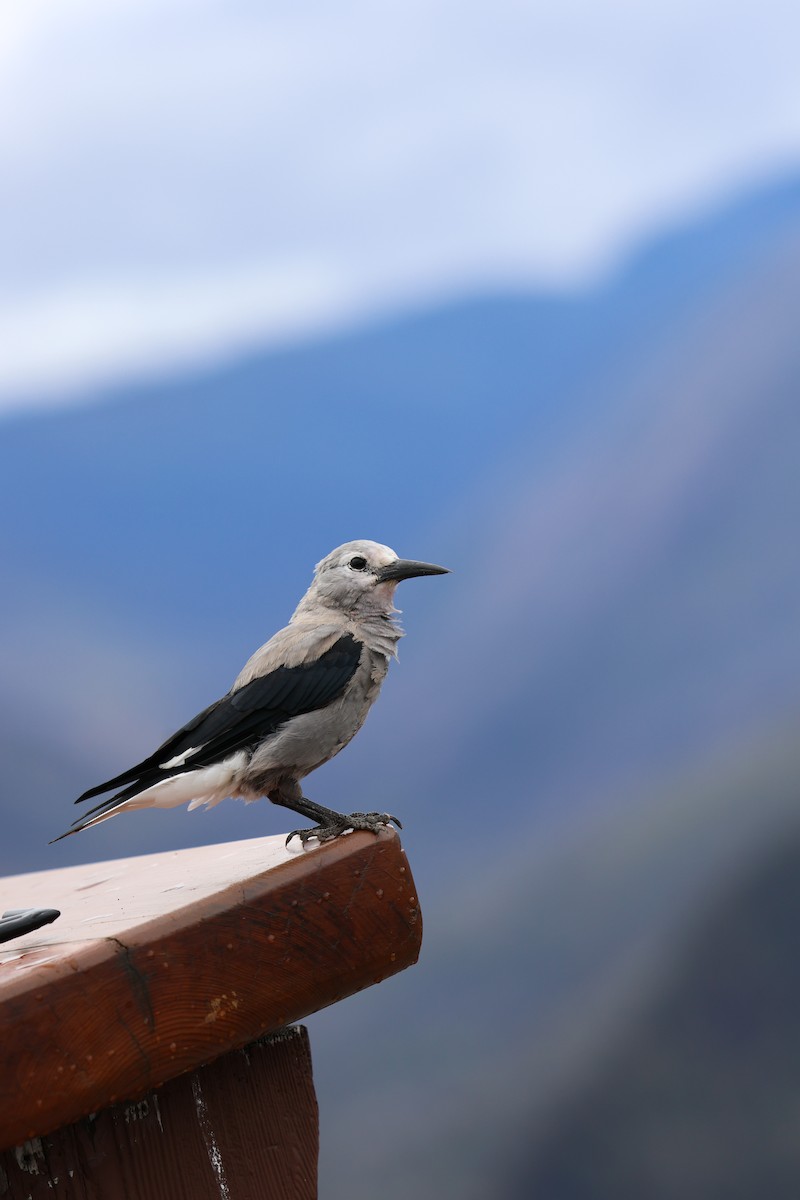 Clark's Nutcracker - ML640343583