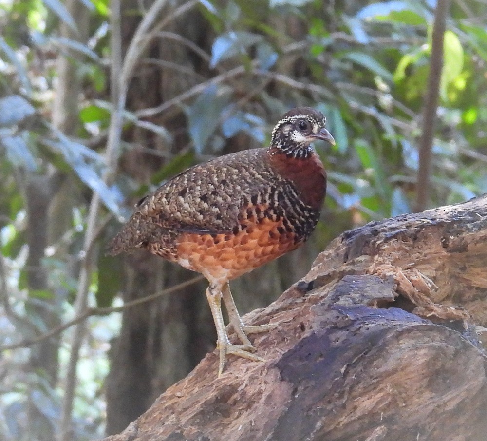 Sabah Partridge - ML640343608