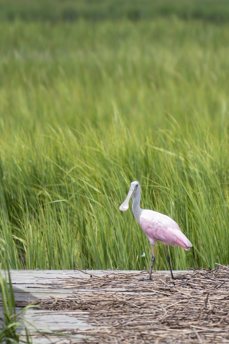 Roseate Spoonbill - ML640343624