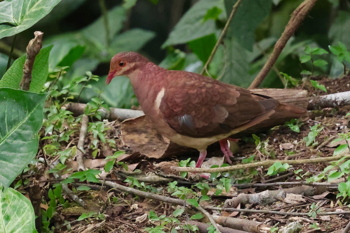 Ruddy Quail-Dove - ML640343743