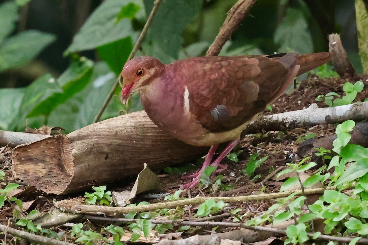 Ruddy Quail-Dove - ML640343744