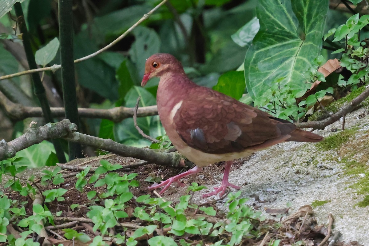 Ruddy Quail-Dove - ML640343745