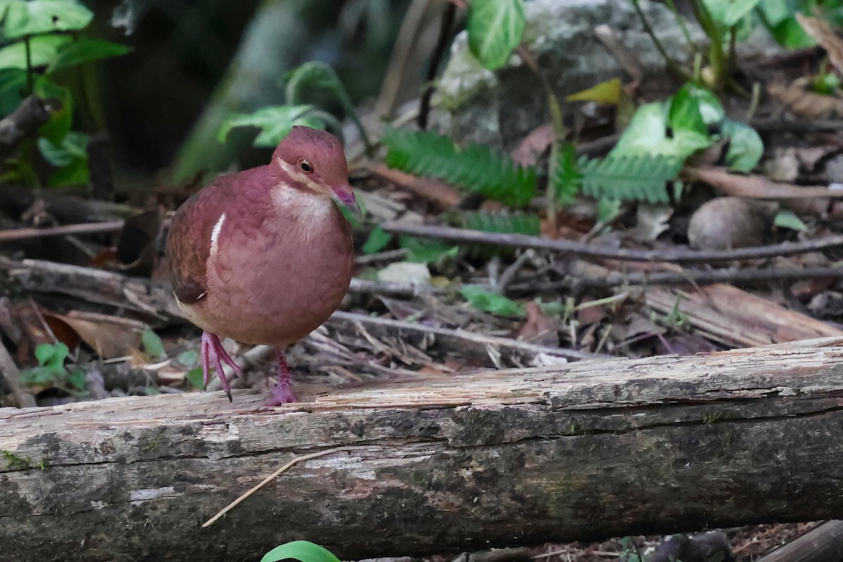 Ruddy Quail-Dove - ML640343746
