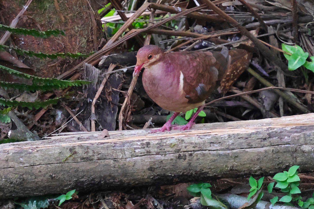 Ruddy Quail-Dove - ML640343748