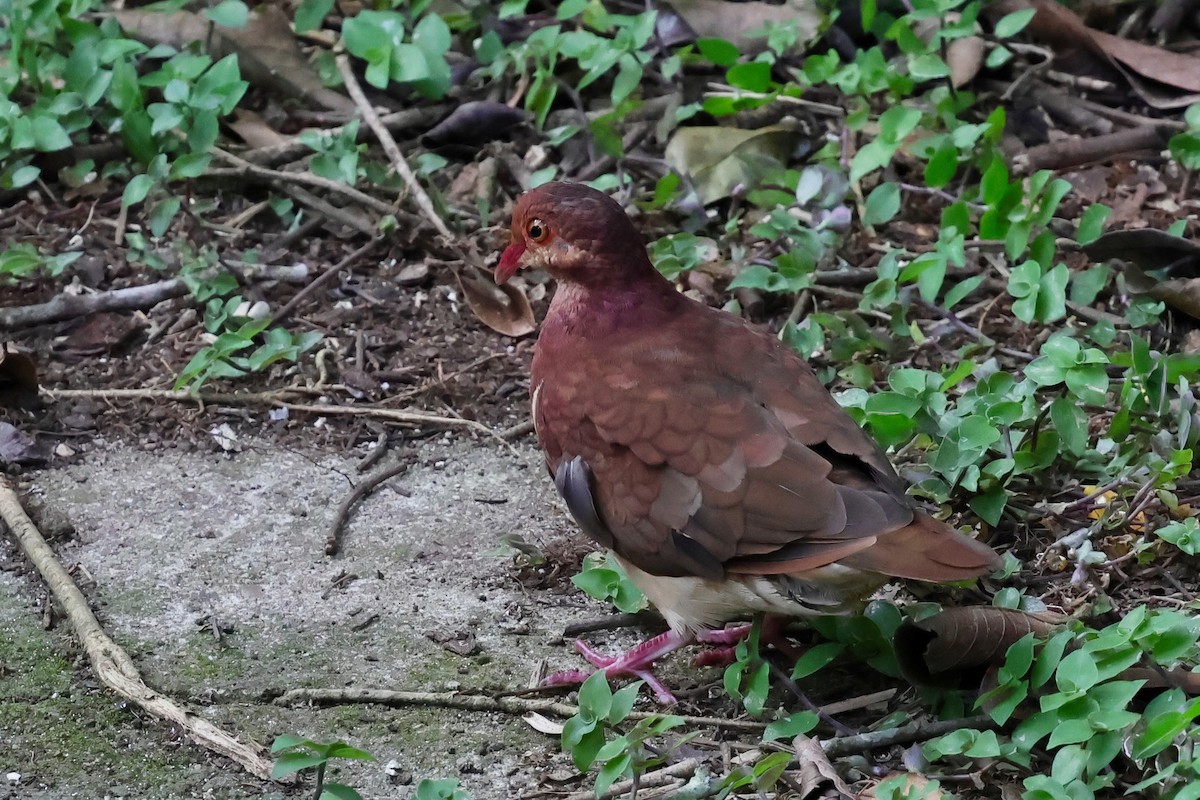 Ruddy Quail-Dove - ML640343749