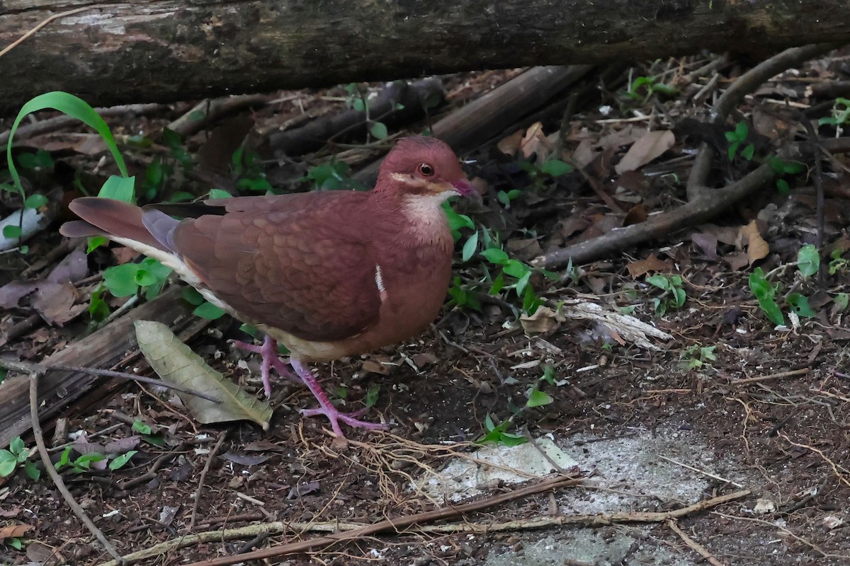 Ruddy Quail-Dove - ML640343750