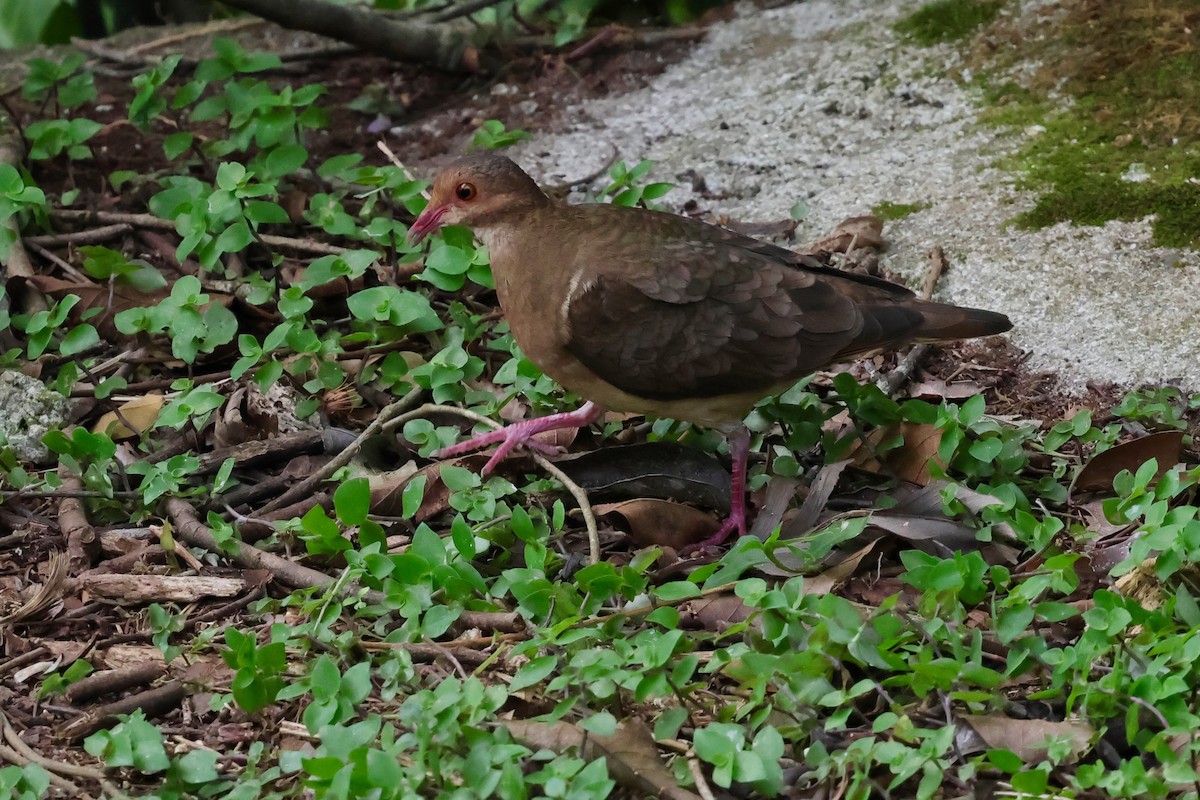 Ruddy Quail-Dove - ML640343751