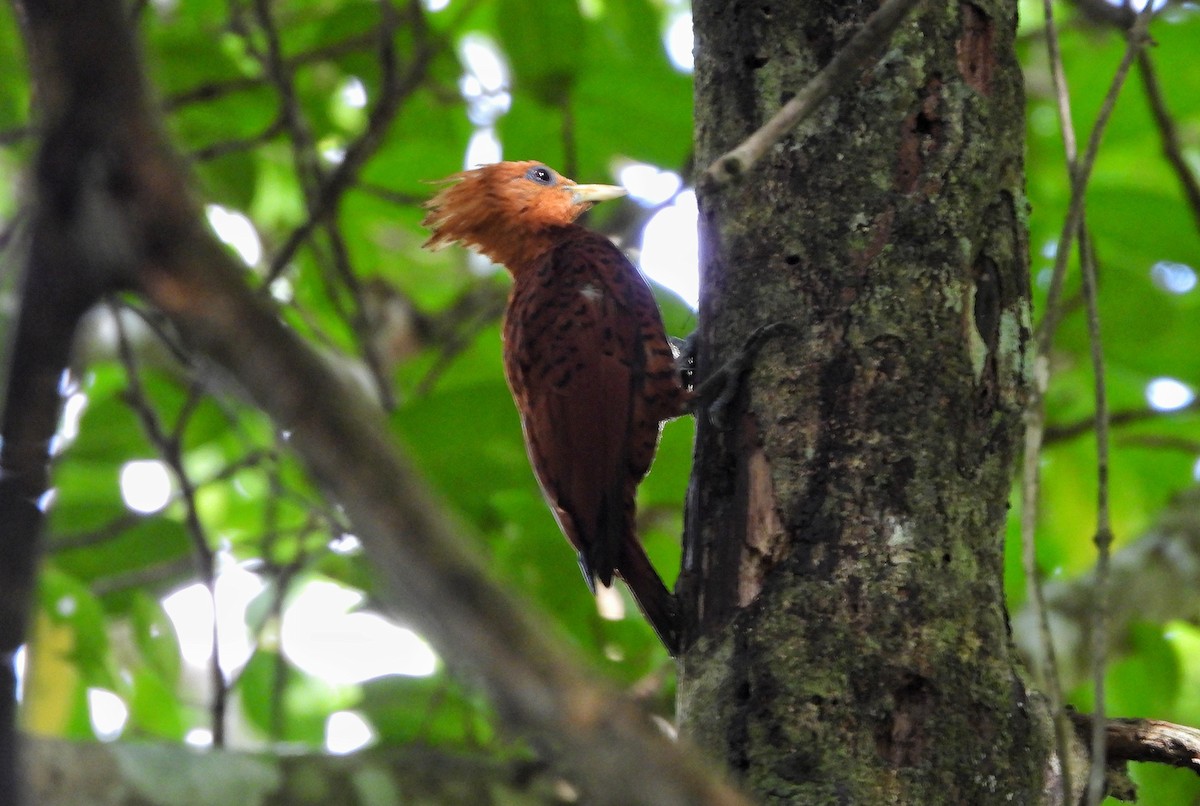 Chestnut-colored Woodpecker - ML640343754