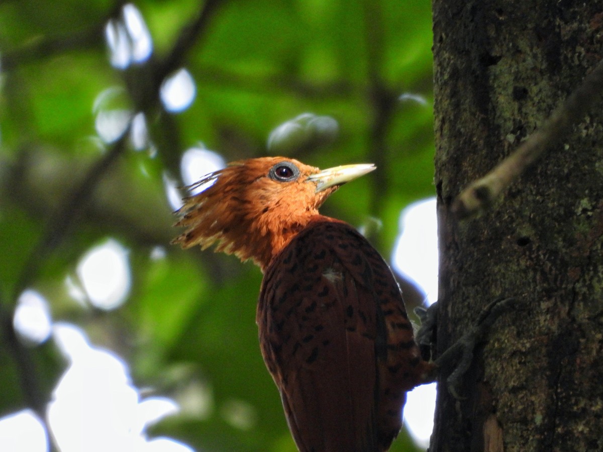 Chestnut-colored Woodpecker - ML640343755