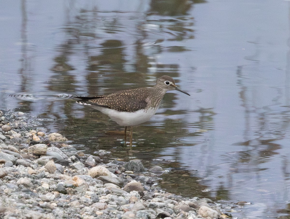 Spotted Sandpiper - ML640343758