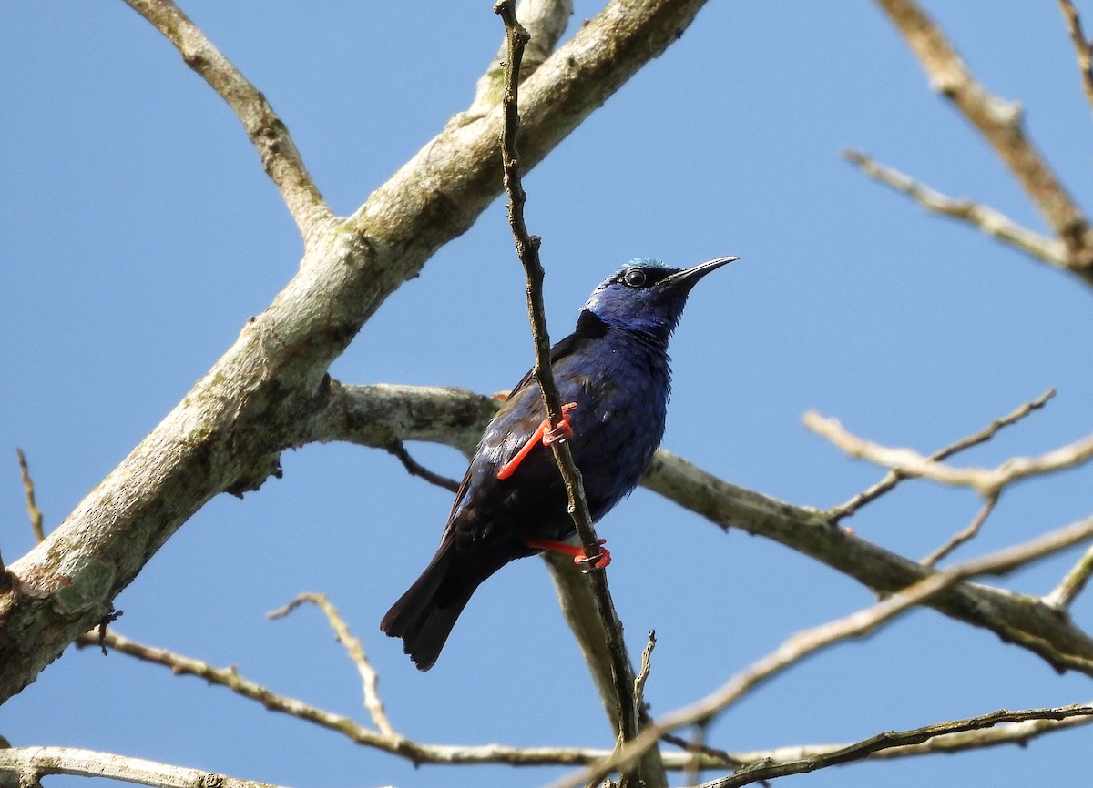 Red-legged Honeycreeper - ML640343798