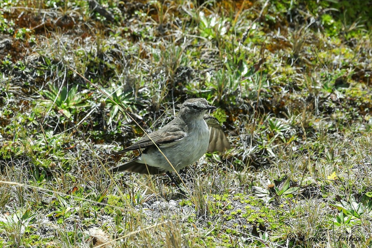 Plain-capped Ground-Tyrant - ML640343805