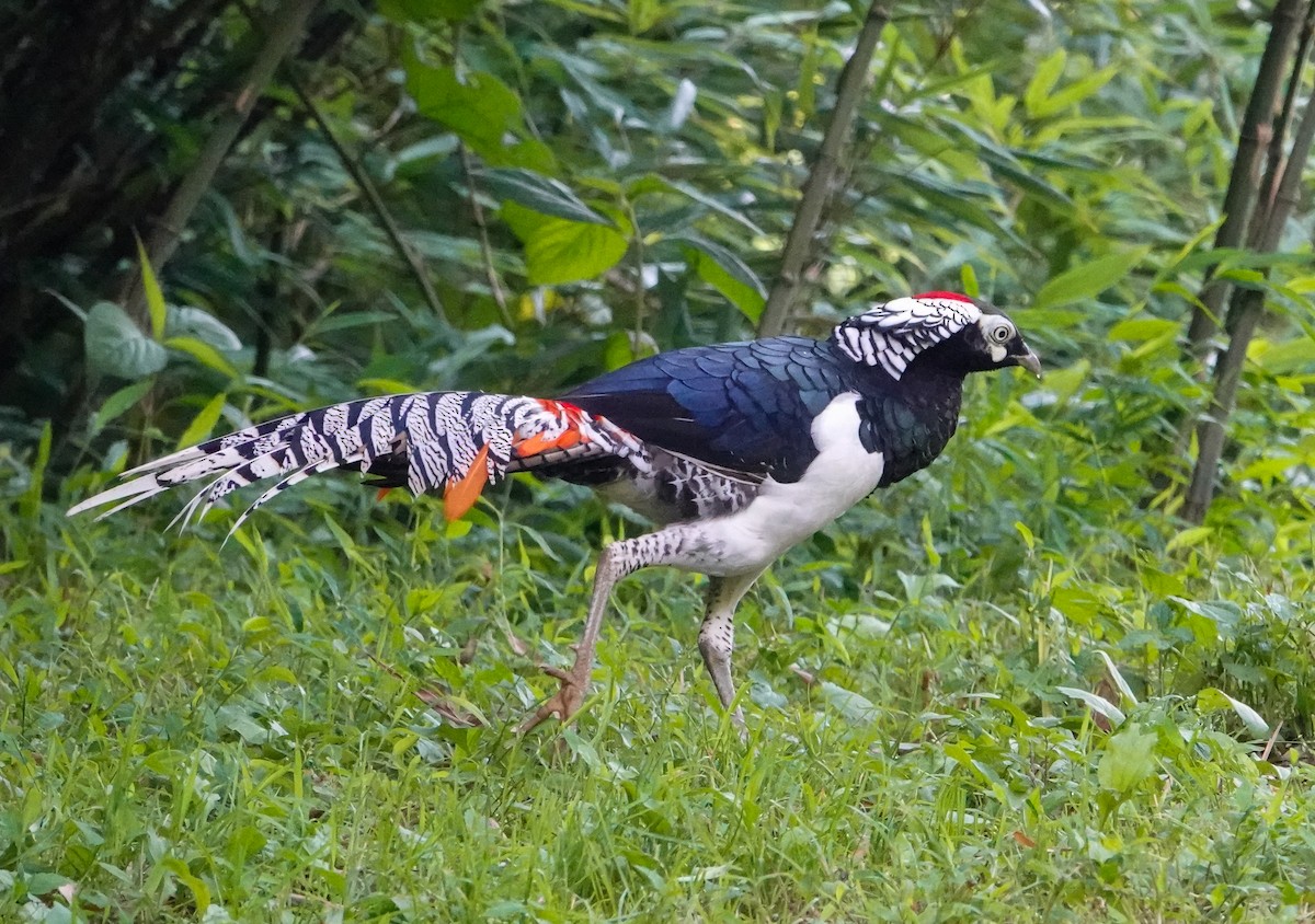 Lady Amherst's Pheasant - ML640343809